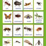 Queenex insects