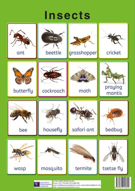 Queenex insects
