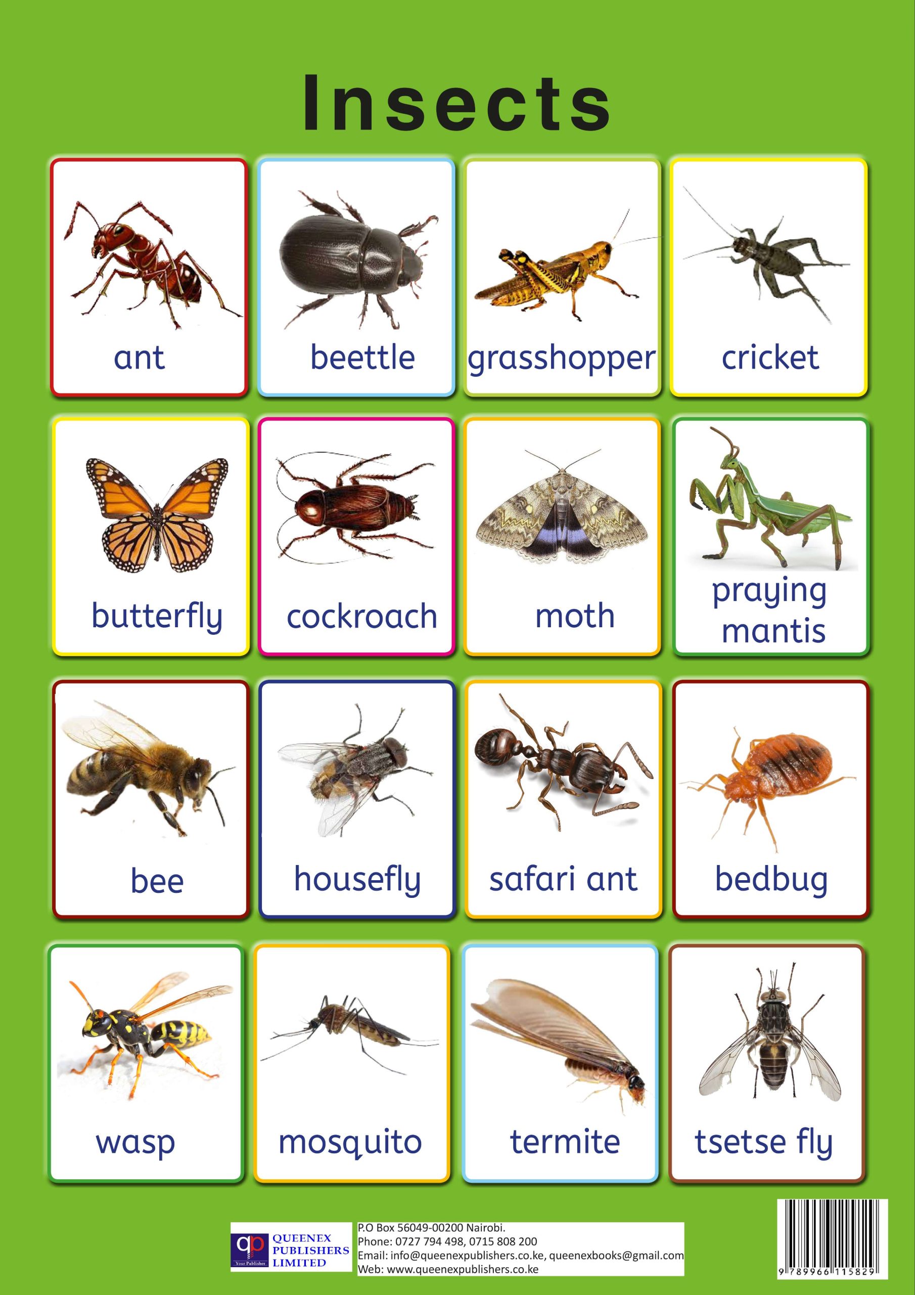 Queenex insects Queenex insects