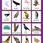 wild birds