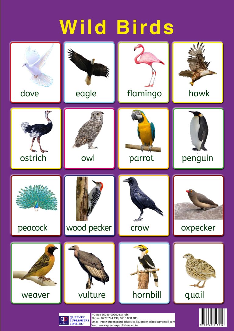 wild birds