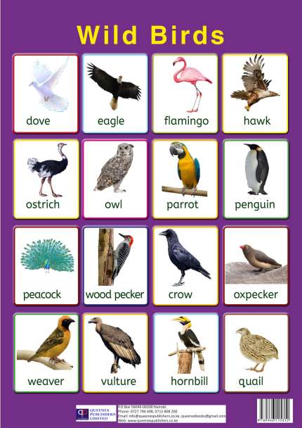 wild birds